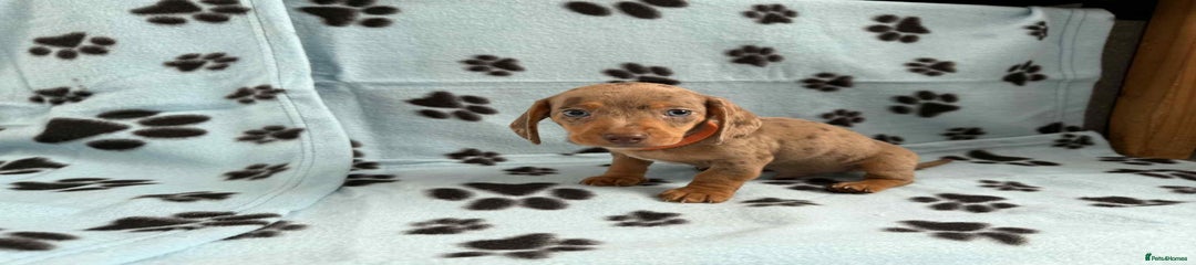Miniature Dachshund Puppy 1