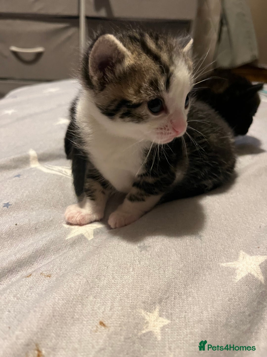 American Wirehair cats for sale: Three Kittens Looking for Good Homes 🐾 - Advert 2