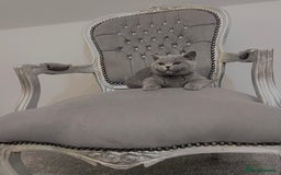 British Shorthair cats for sale: British blue shorthaired male & female kitten - Image 5