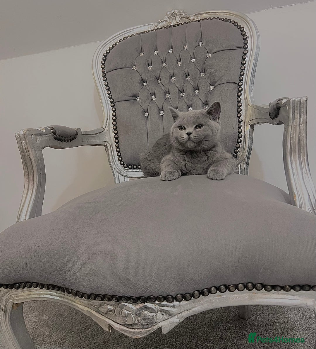 British Shorthair cats for sale: British blue shorthaired male & female kitten - Image 5