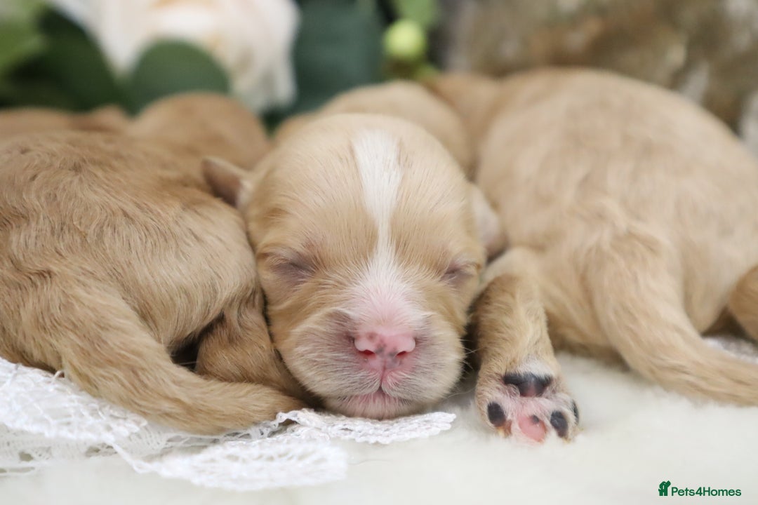 Cavapoo dogs for sale: *HEALTH TESTED* CAVAPOO PUPPIES - Image 11