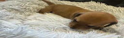 Miniature Dachshund dogs for sale: Beautiful Purebred Miniature Dachshund Puppies 🐾 - Advert 18