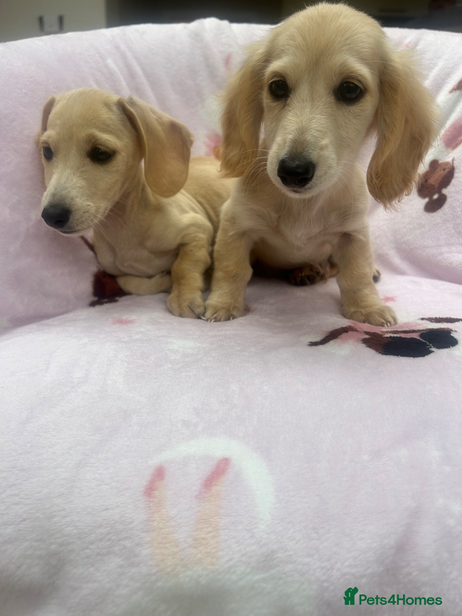 Miniature Dachshund dogs ***english cream mini dachshund ** - Advert 1