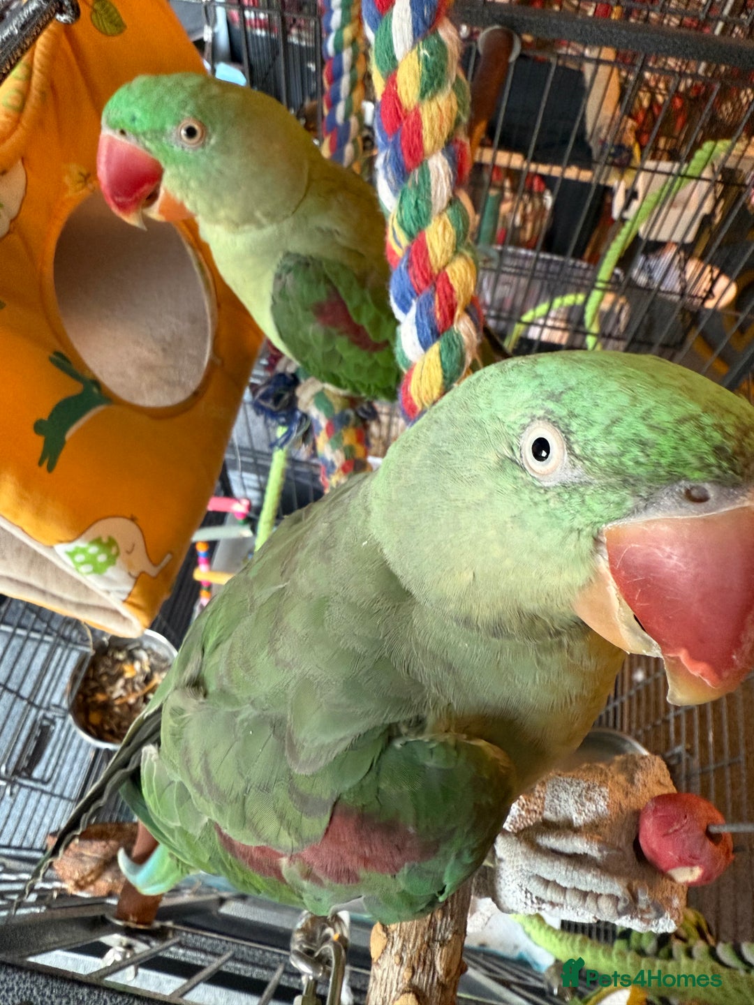 Parrots birds for sale: Pair alexandrine parrots - Image 2