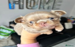 Chihuahua dogs for sale: KC LONG COAT CHIHUAHUA’S - Image 3