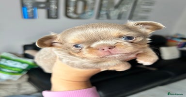 Chihuahua dogs - Advert 5