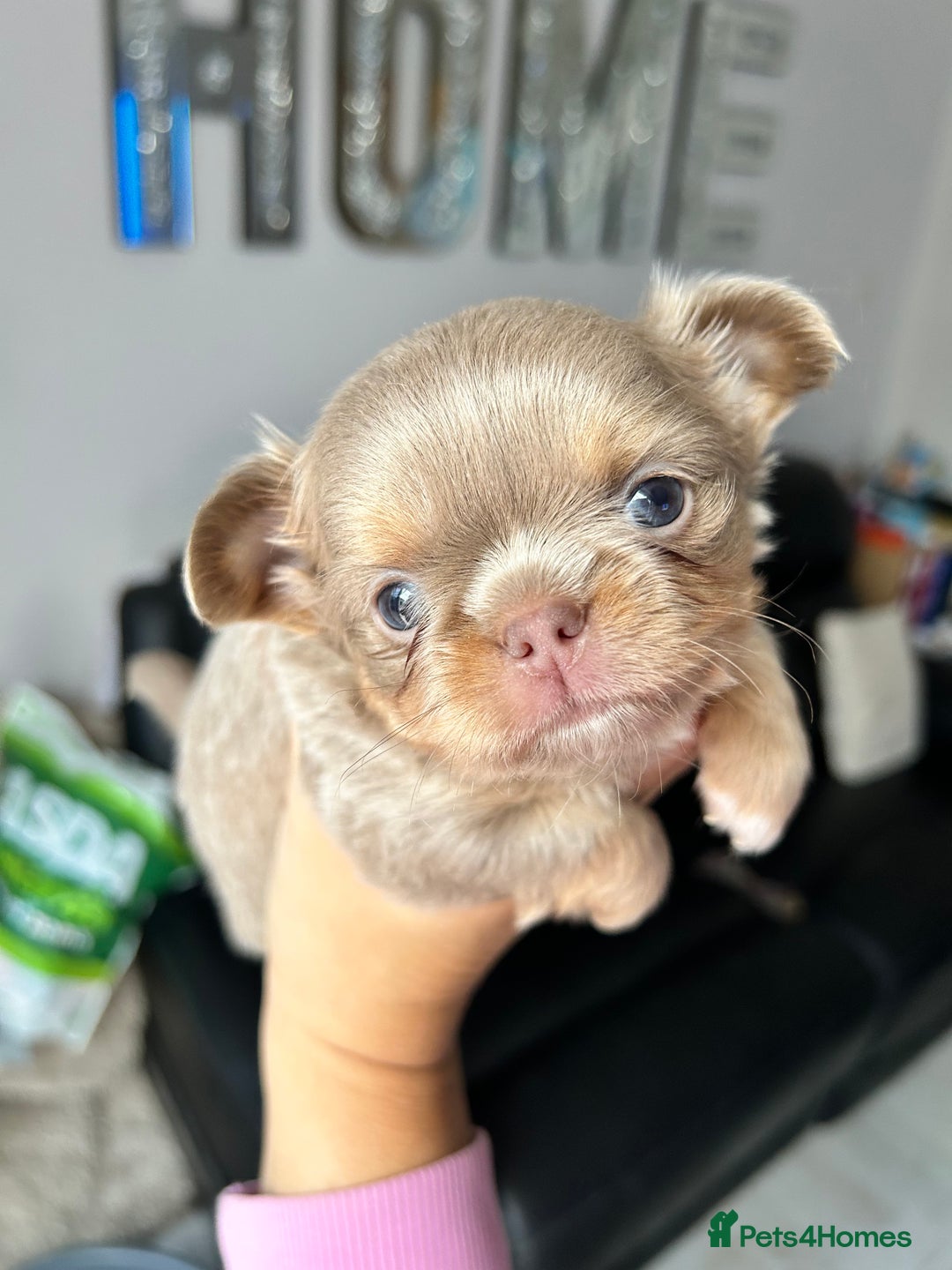 Chihuahua dogs for sale: KC LONG COAT CHIHUAHUA’S - Image 3