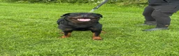 Rottweiler dogs for stud: KC Rottweiler Stud Available  - Advert 6
