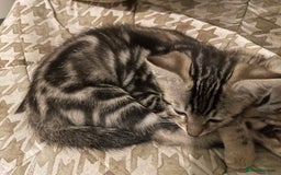 Bengal cats for sale: Cute and fluffy half Bengal kittens  - Image 18