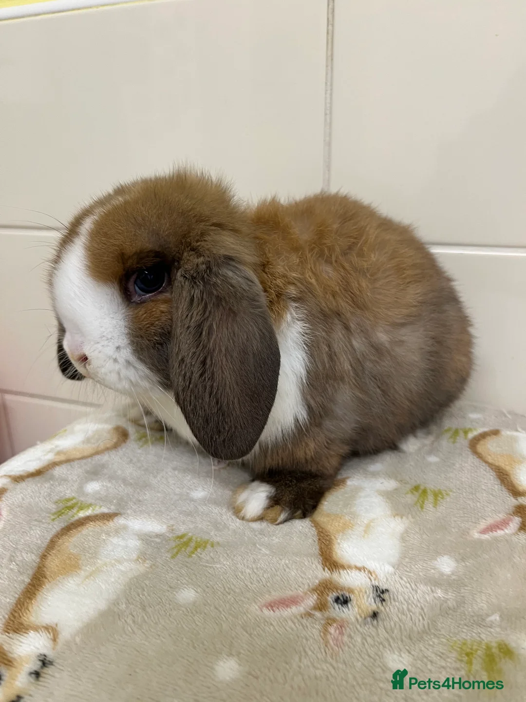 Mini Lop rabbits for sale: Beautiful Mini lop baby ready now  - Advert 2