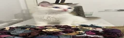 Ragdoll cats for sale: Ragdoll kittens / boys ready to leave now   - Advert 9