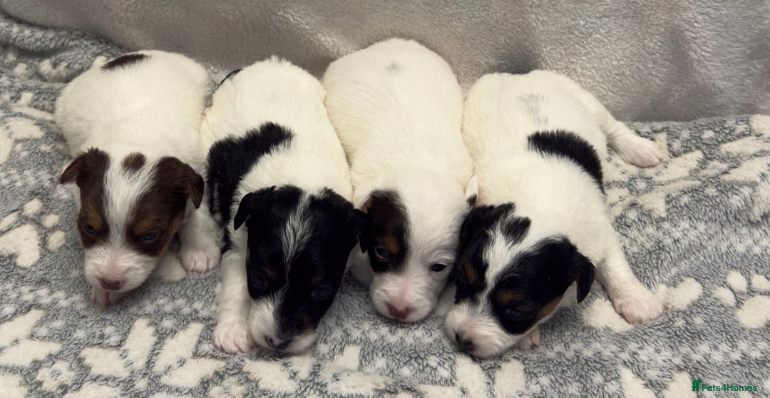 Jack Russell dogs for sale: Bred From Health Tested Parents - Advert 18