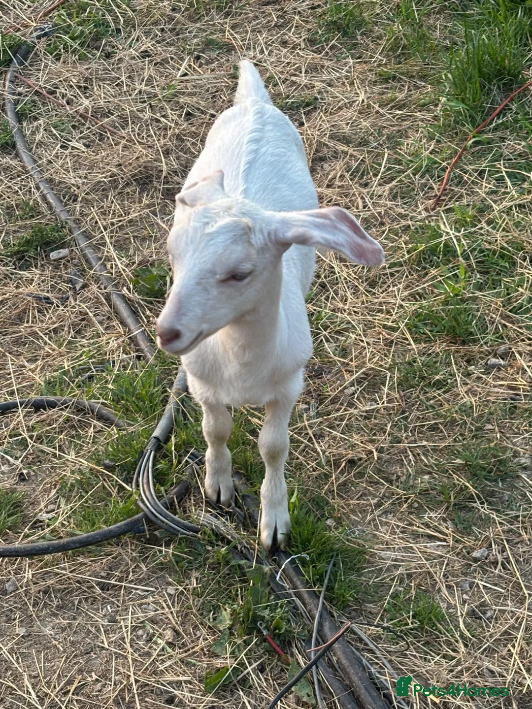 Goats livestock for sale: English x Boer nanny kid  in Alfreton - Advert 1