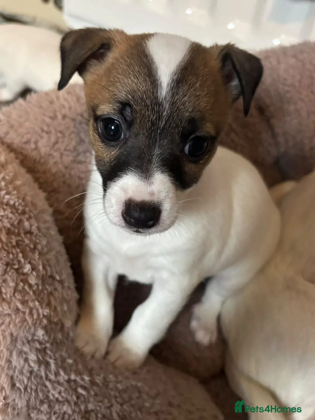 Jack Russell dogs for sale: Jack Russell puppy  - Advert 2