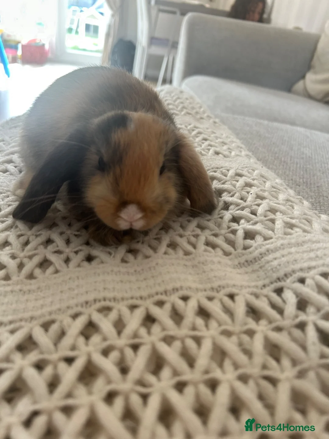Mini Lop rabbits for sale: Mini lop Bunnies  - Advert 2