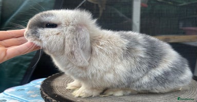 Mini Lop rabbits - Advert 11