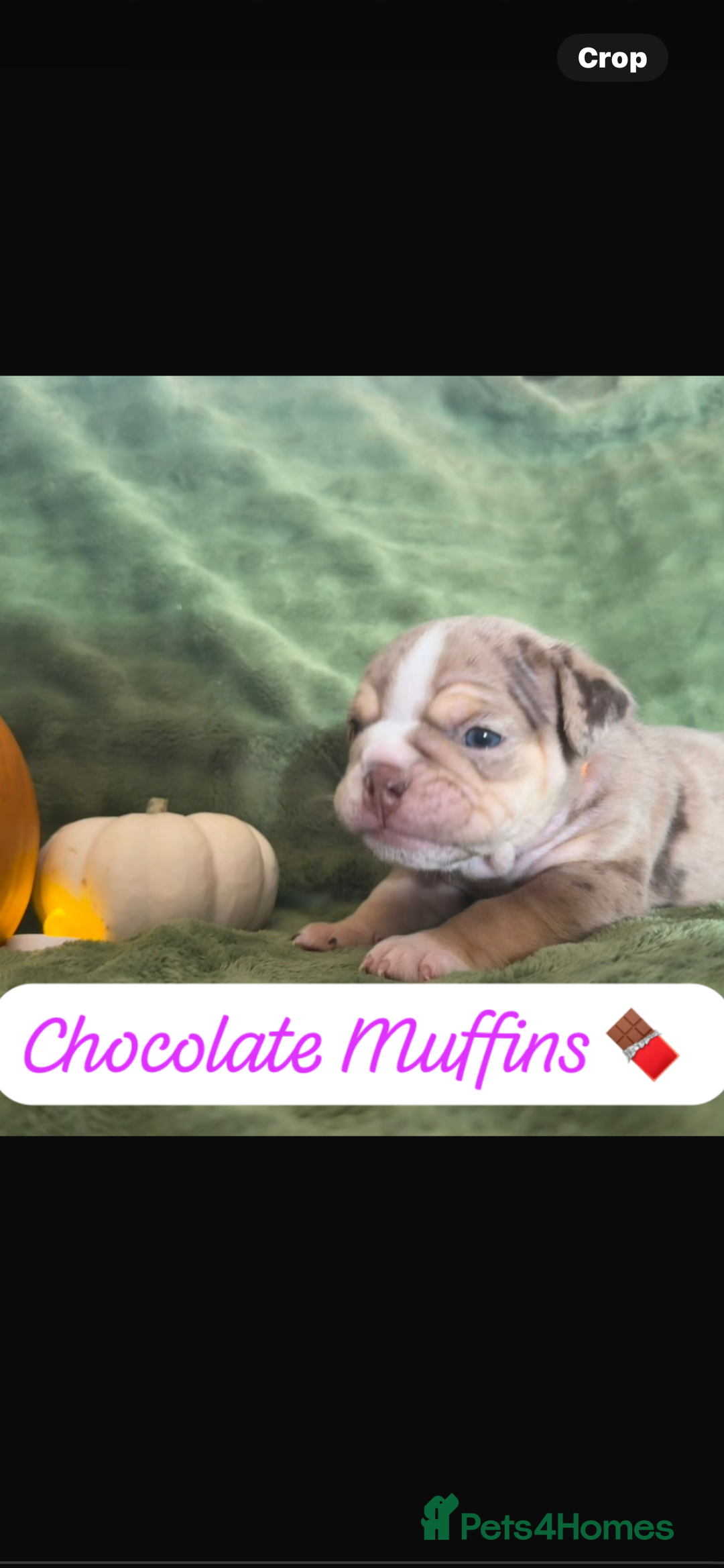 English Bulldog dogs for sale: Beautiful bulldog babies  - Image 17