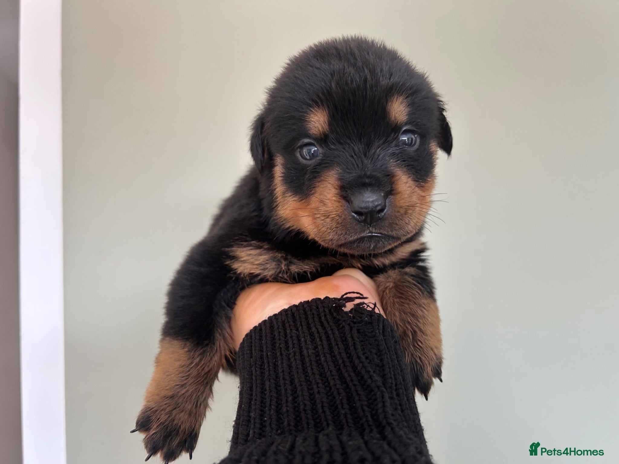 Rottweiler dogs Beautiful Rottweiler Pups  - Advert 6