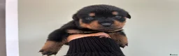 Rottweiler dogs for sale: Beautiful Rottweiler Pups  - Advert 15