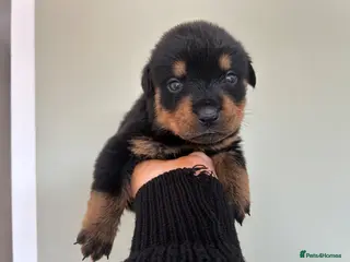 Rottweiler dogs Beautiful Rottweiler Pups - Advert 6