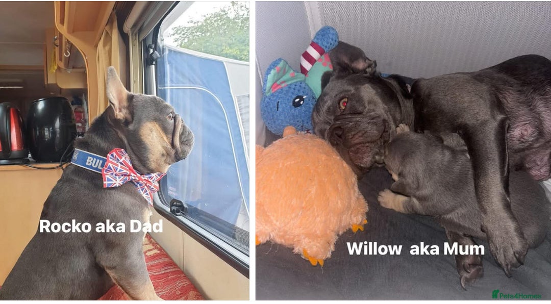 French Bulldog dogs for sale: 2 🟪 French bulldog mums carries fluffy‼️Ready now - Advert 4