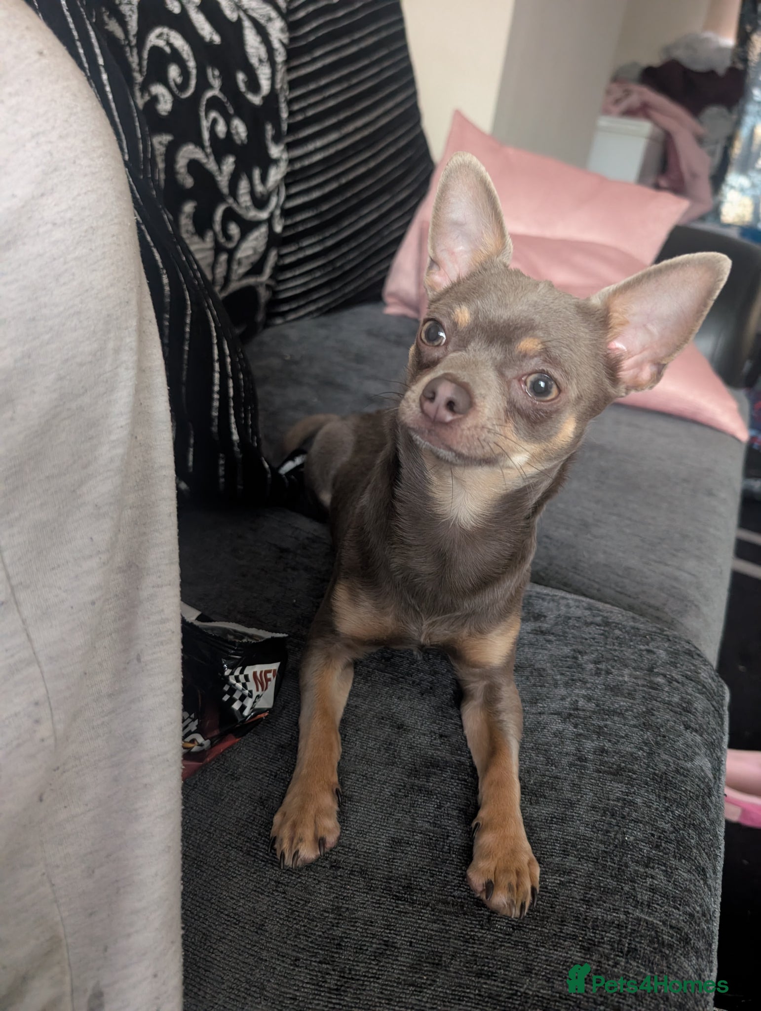 Chihuahua dogs Lilac and tan KC registered boy  - Advert 7