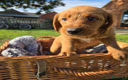 Labradoodle dogs for sale: 7 Miniture labradoodles  - Image 3