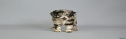 Cavapoo dogs for sale: Cavapoo puppies for sale  - Advert 16