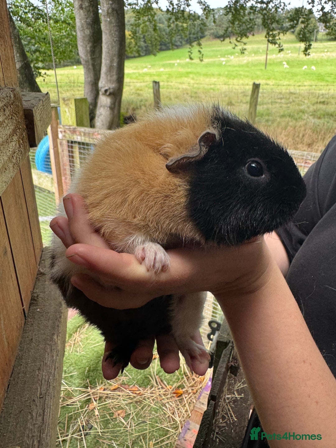 Guinea Pig rodents for sale: Guinea pigs  - Image 19