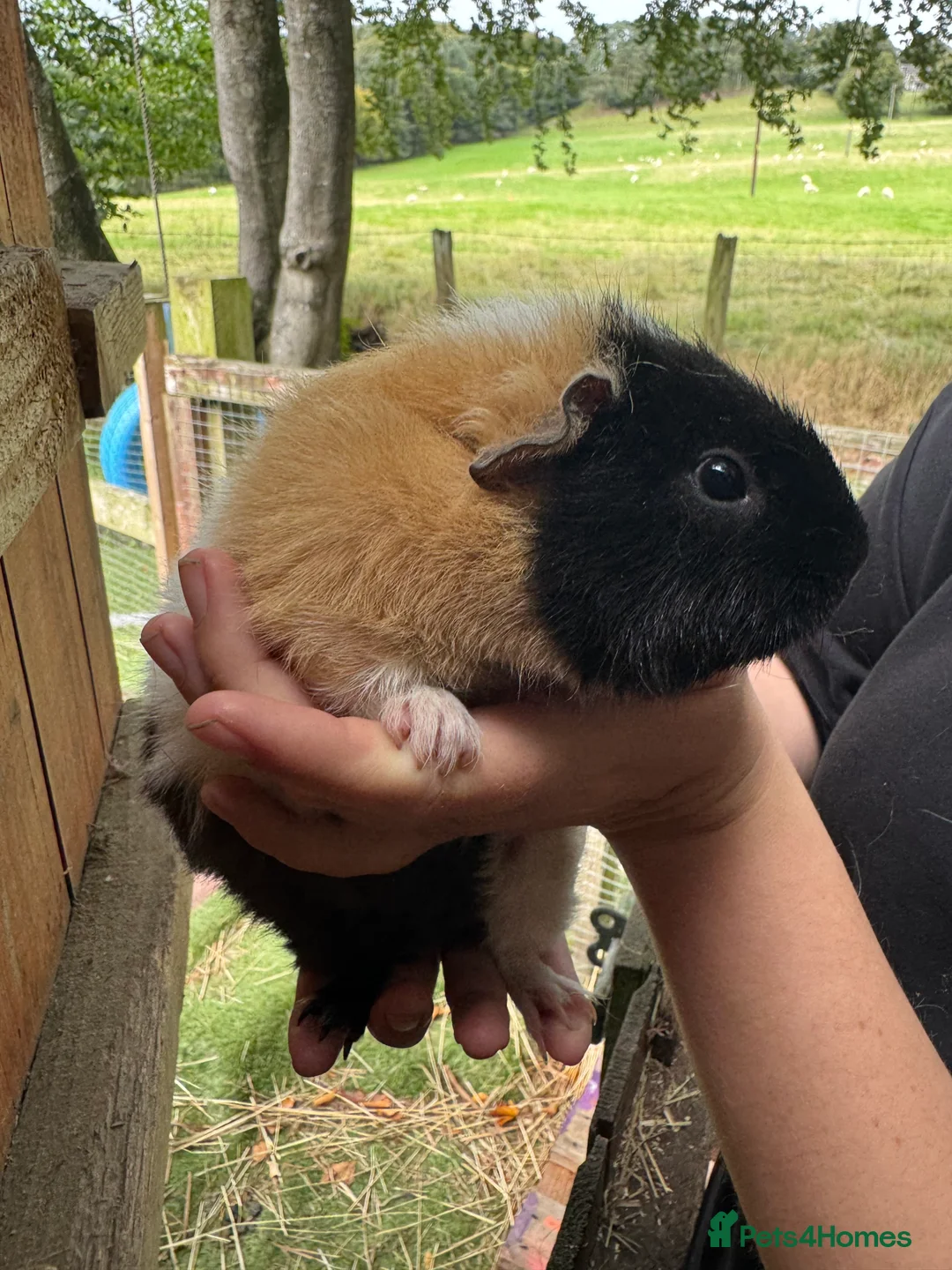 Guinea Pig rodents for sale: Guinea pigs  - Advert 19