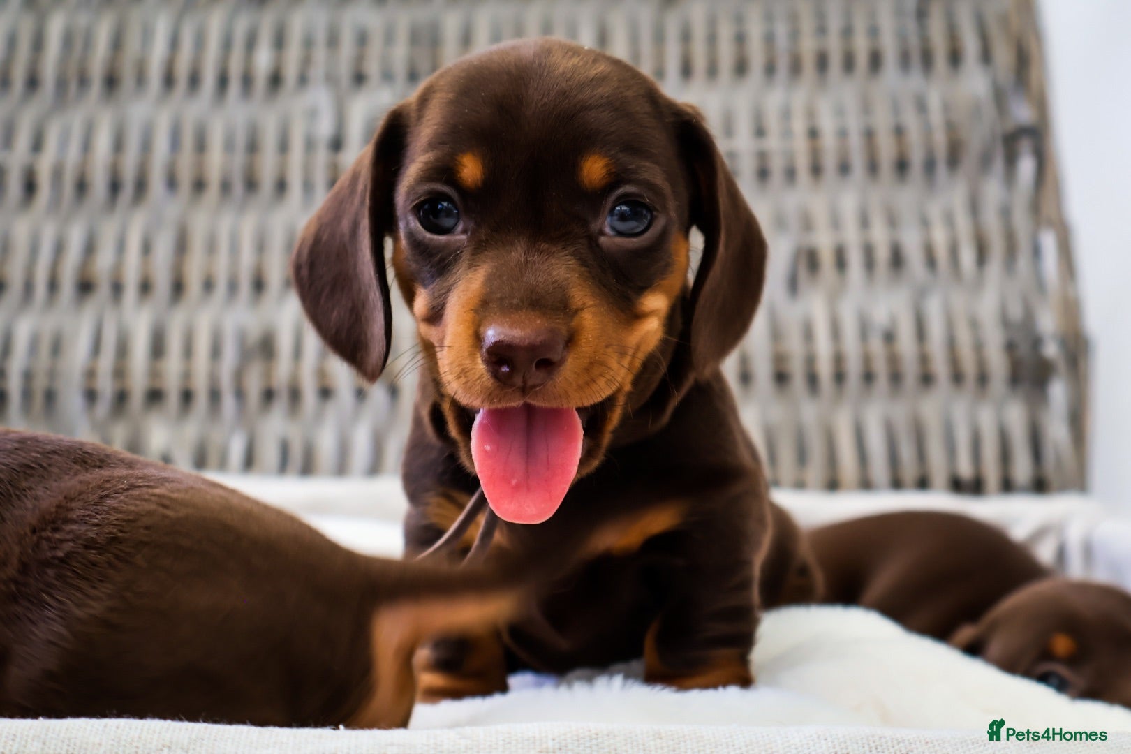 Miniature Dachshund dogs KC HEALTH TESTED MINIATURE DACHSHUNDS- LICENSED  - Advert 2