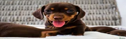Miniature Dachshund dogs for sale: KC HEALTH TESTED MINIATURE DACHSHUNDS- LICENSED  - Advert 14