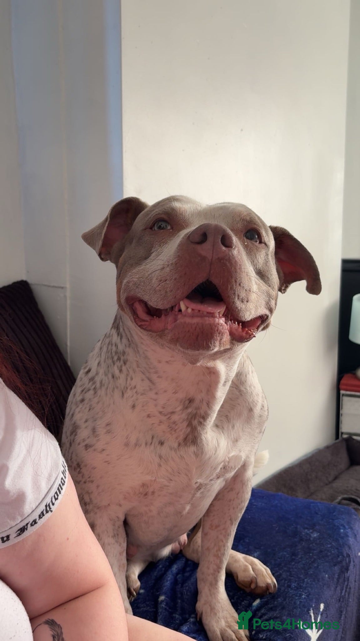 American Bull Staffy dogs Re homing our girl  - Advert 8