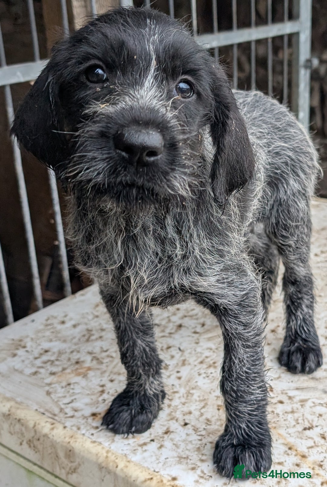 German Wirehaired Pointer dogs for sale: German Wirehaired Pointer Pups - Advert 1