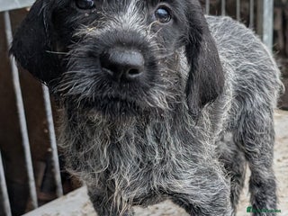 German Wirehaired Pointer dogs German Wirehaired Pointer Pups - Advert 10