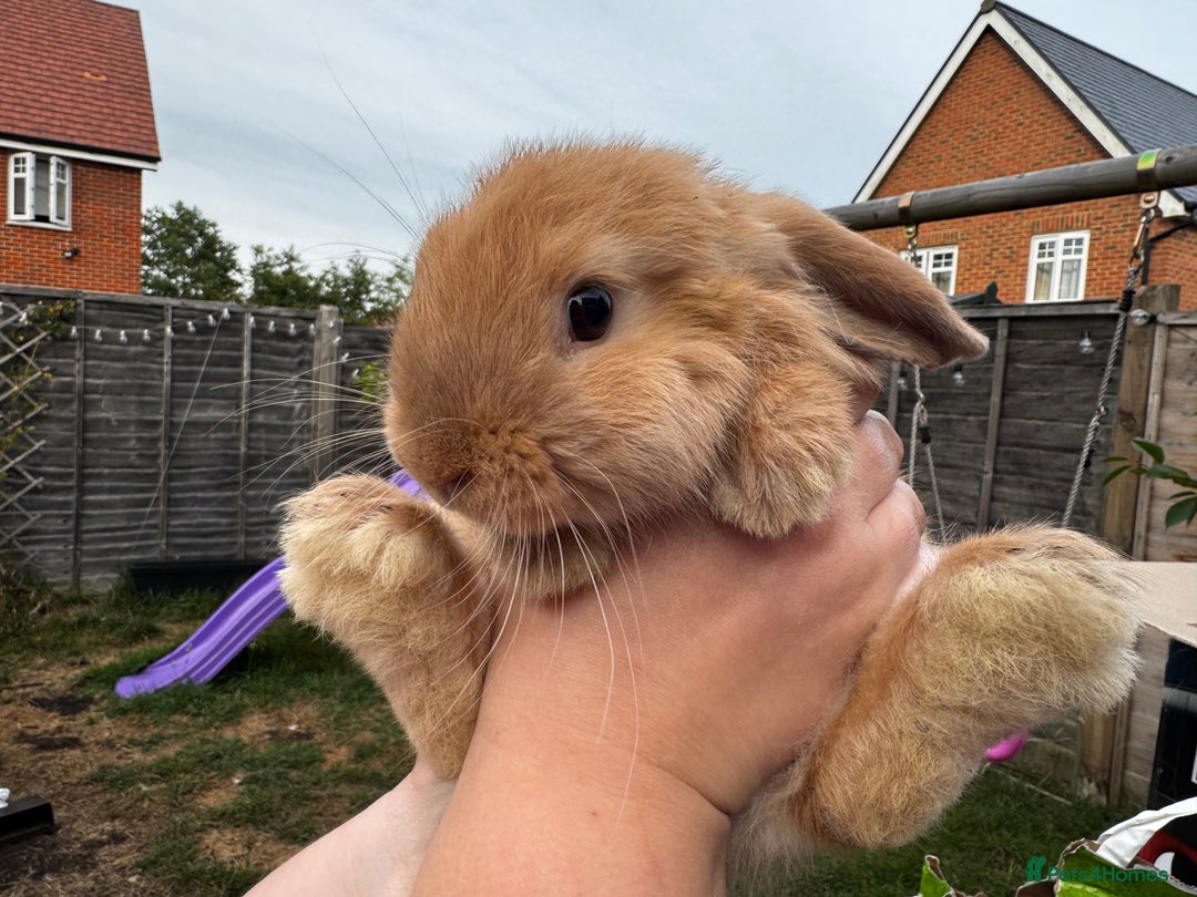 Mini Lop rabbits for sale: 2 mini lop girls available  - Image 10