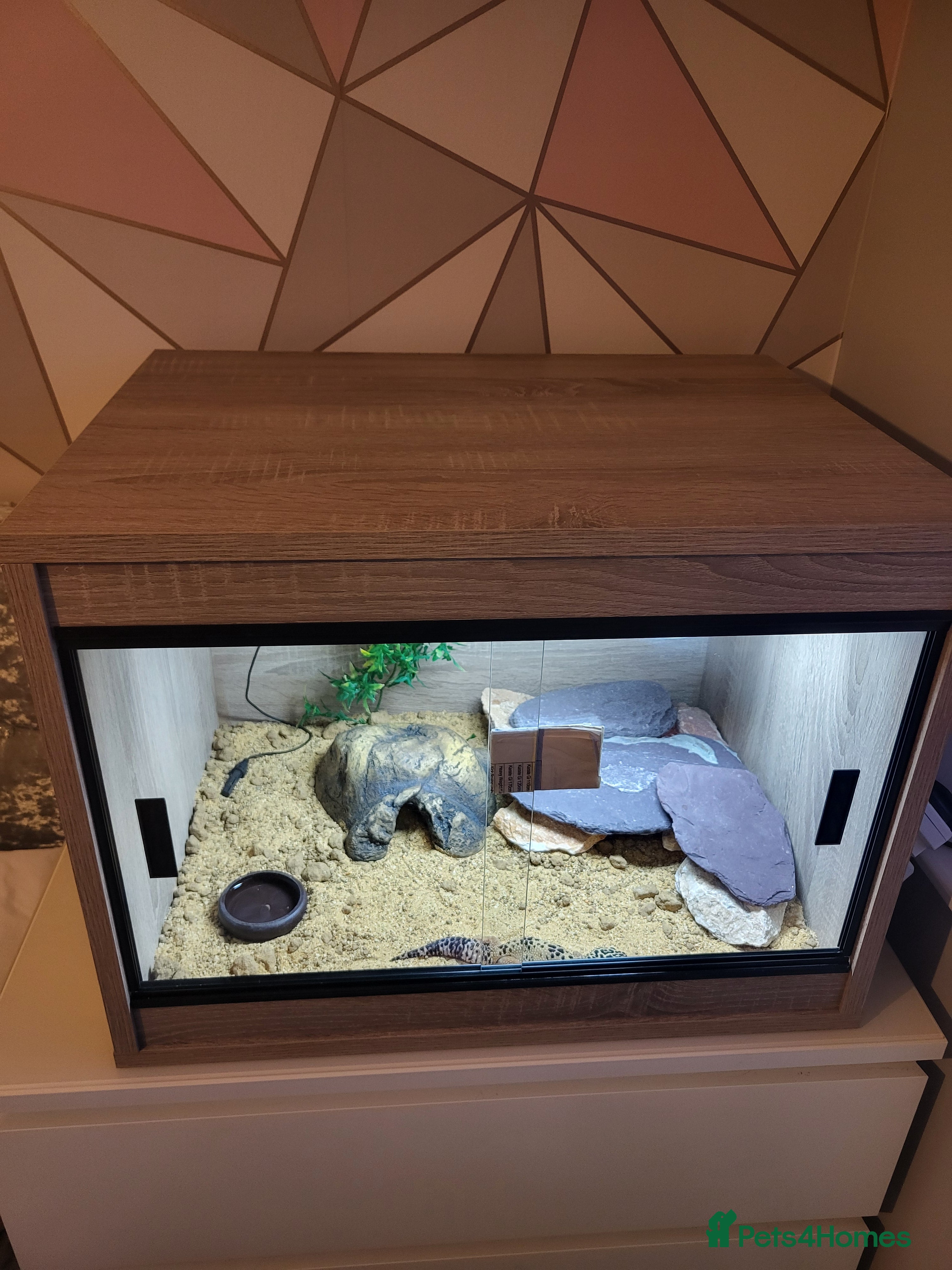 Leopard Gecko reptiles Leopard gecko  - Advert 10