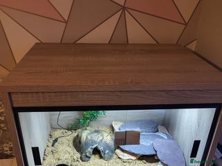 Leopard Gecko reptiles Leopard gecko - Advert 1