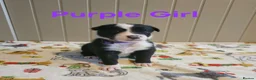 Border Collie dogs for sale: Border Collie Puppies – Looking for Forever Homes in Swindon - Advert 8