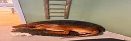 Hungarian Vizsla dogs for sale: 18 month old make vizsla for rehome - Advert 9