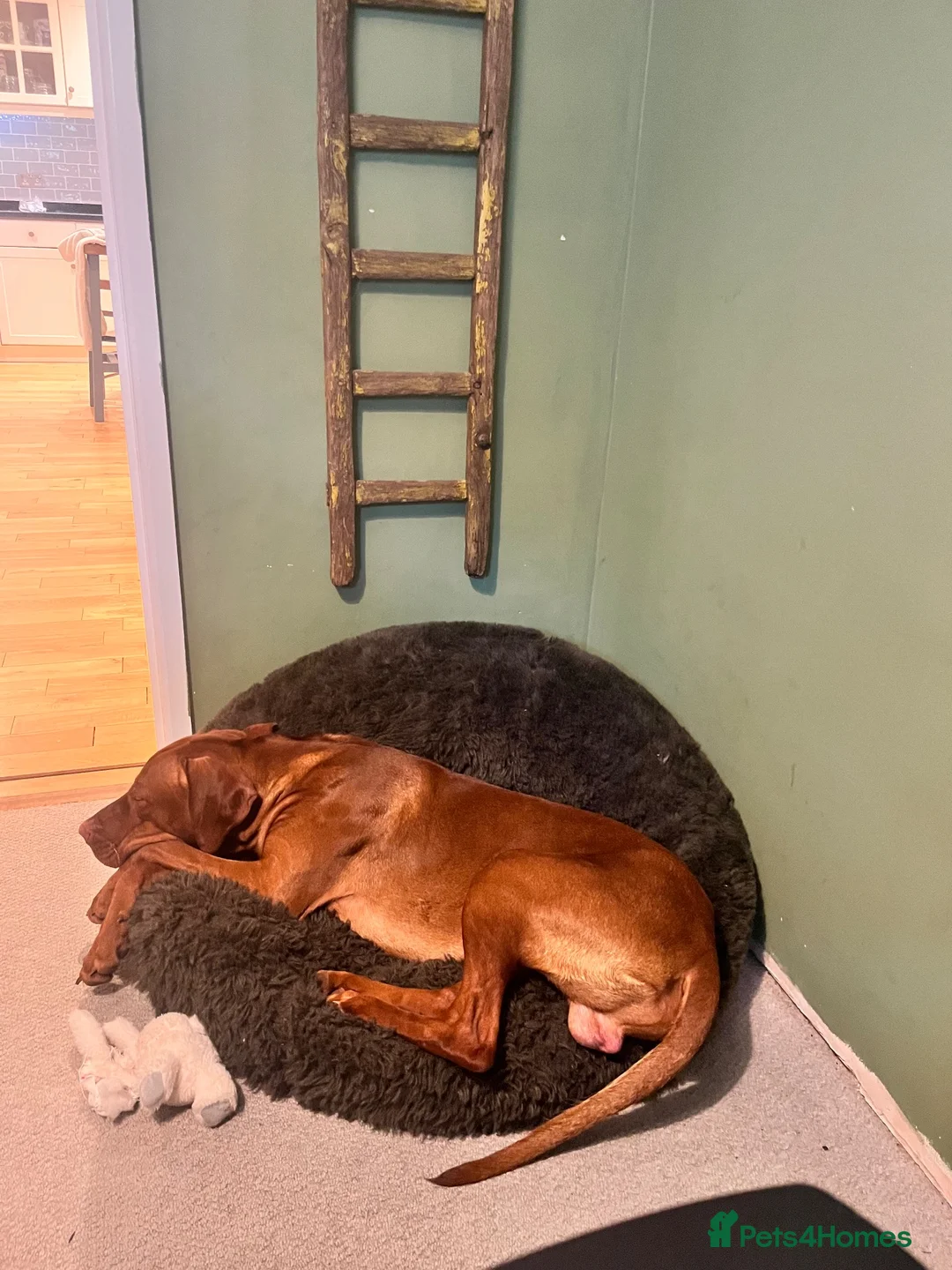 Hungarian Vizsla dogs for sale: 18 month old make vizsla for rehome - Advert 9