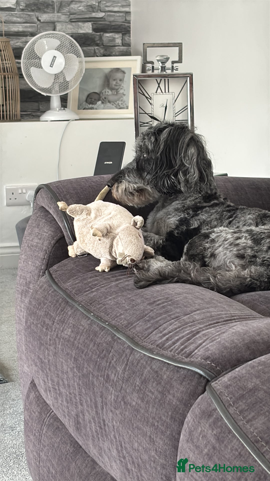 Cockapoo dogs for sale: Dotti the cockapoo  - Image 4