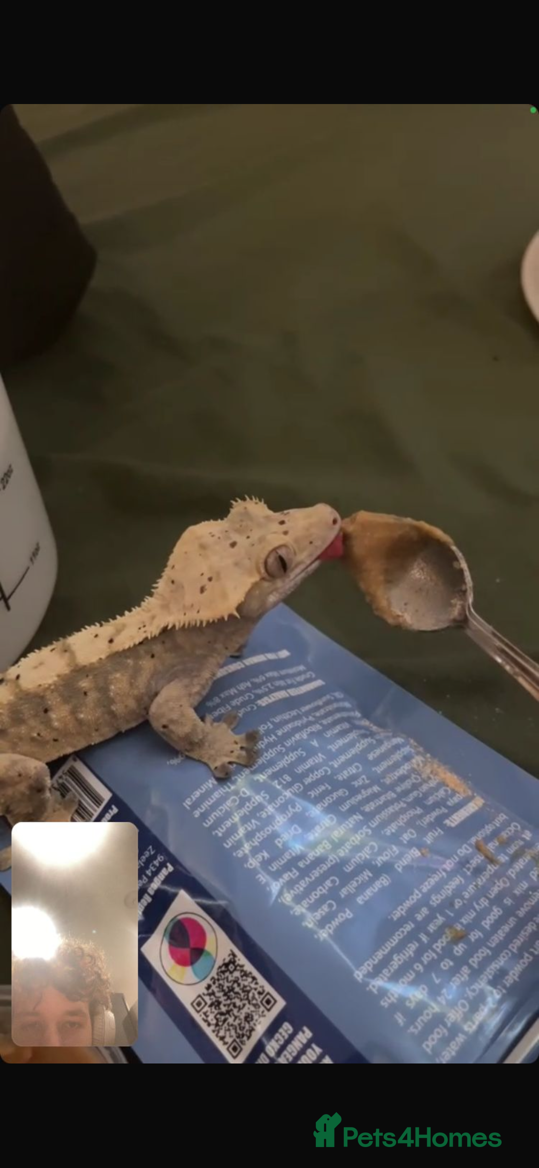 Gecko reptiles for sale: Yellow Dalmatian crested gecko - Advert 2