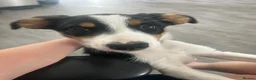 Border Collie dogs for sale: Border collie puppy female  - Advert 8