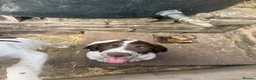 English Springer Spaniel dogs for sale: Springer spaniel pups,Docked tails by a vet  - Advert 3