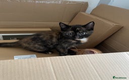 British Shorthair cats for sale: Gorgeous Kittens For Sale, Very Loving & Playful - Image 13
