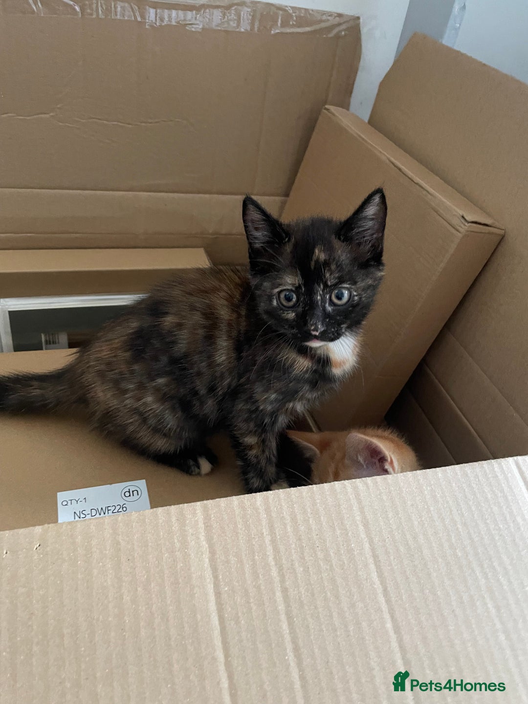 British Shorthair cats for sale: Gorgeous Kittens For Sale, Very Loving & Playful - Image 13