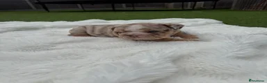 English Bulldog 