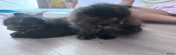 Persian cats for sale: The most adorable cross Persian kittens.  - Advert 7