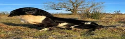 English Springer Spaniel dogs for sale: Our lovely Springer Spaniel puppies 🐾 in York - Advert 10